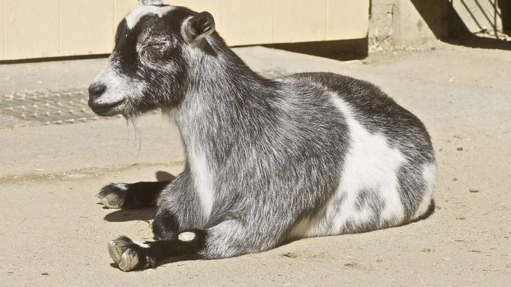 Gray and white Nigerian Dwarf goat resting on the ground