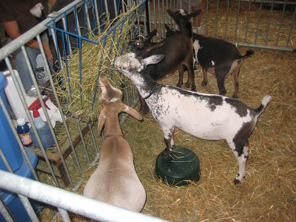 Several Nigerian Dwarf goats eating hay in a straw-bedded show pen