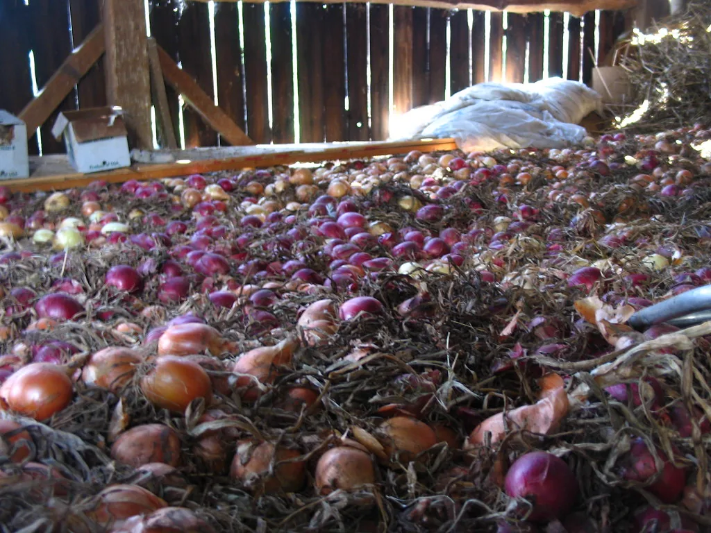 Red and yellow onions spread out to dry and cure on the floor of an airy barn
