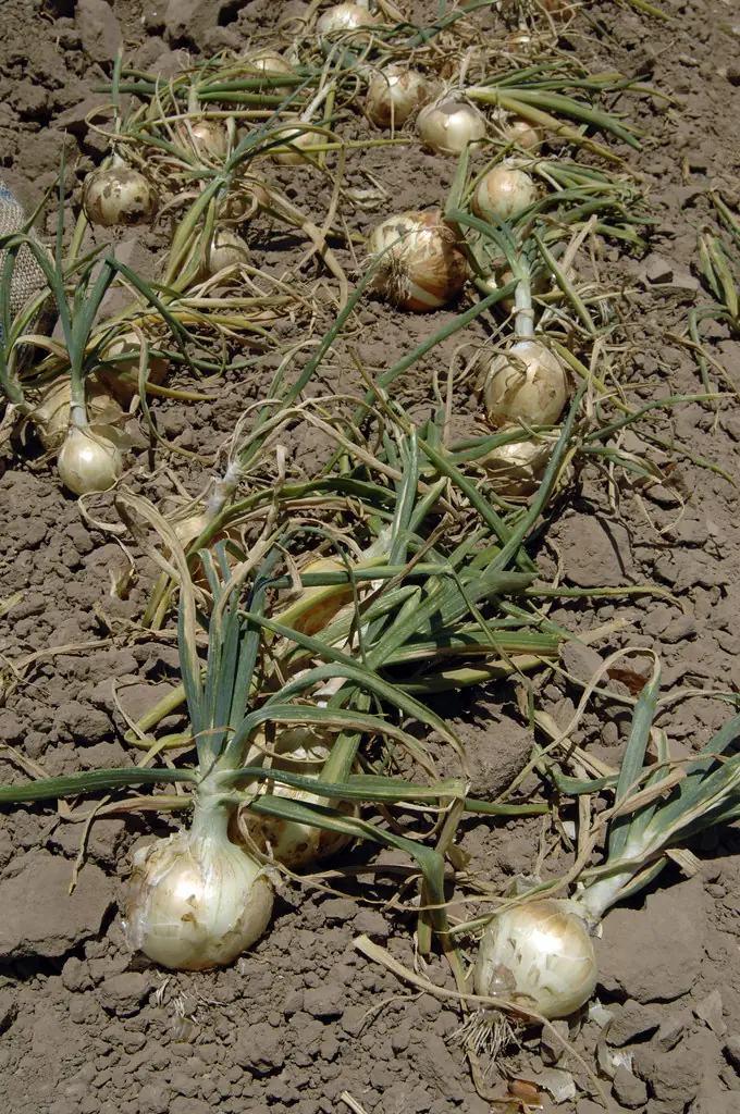 Freshly pulled onions curing on dry soil in a field