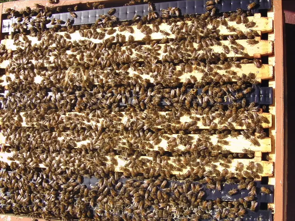 Top view of an open Langstroth hive box with frames covered in honey bees