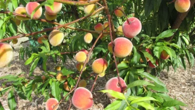 Young peach tree branches loaded with ripening peaches