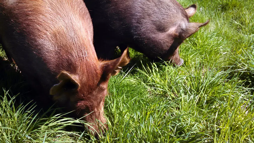 Two pigs grazing on fresh green pasture