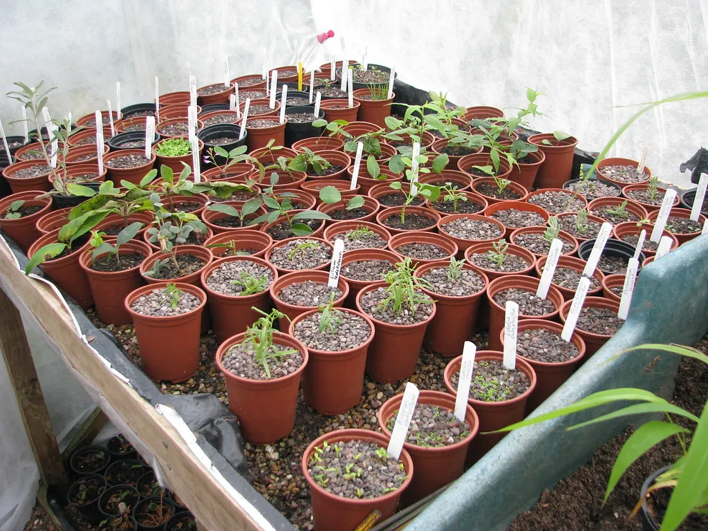 Rows of labeled pots of young cuttings and seedlings on a greenhouse bench
