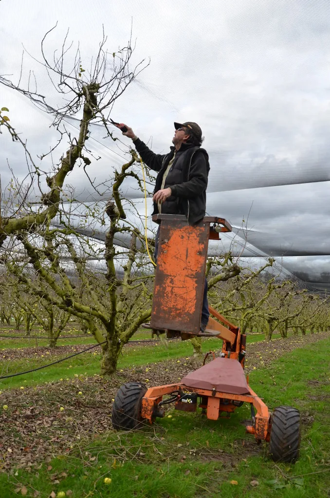 Grower on a raised platform pruning a dormant apple tree in an orchard