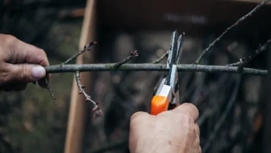 Hands cutting a thin dormant shoot with bypass pruners