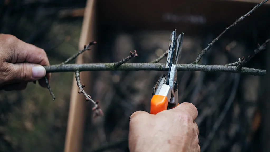 Hands cutting a thin dormant shoot with bypass pruners