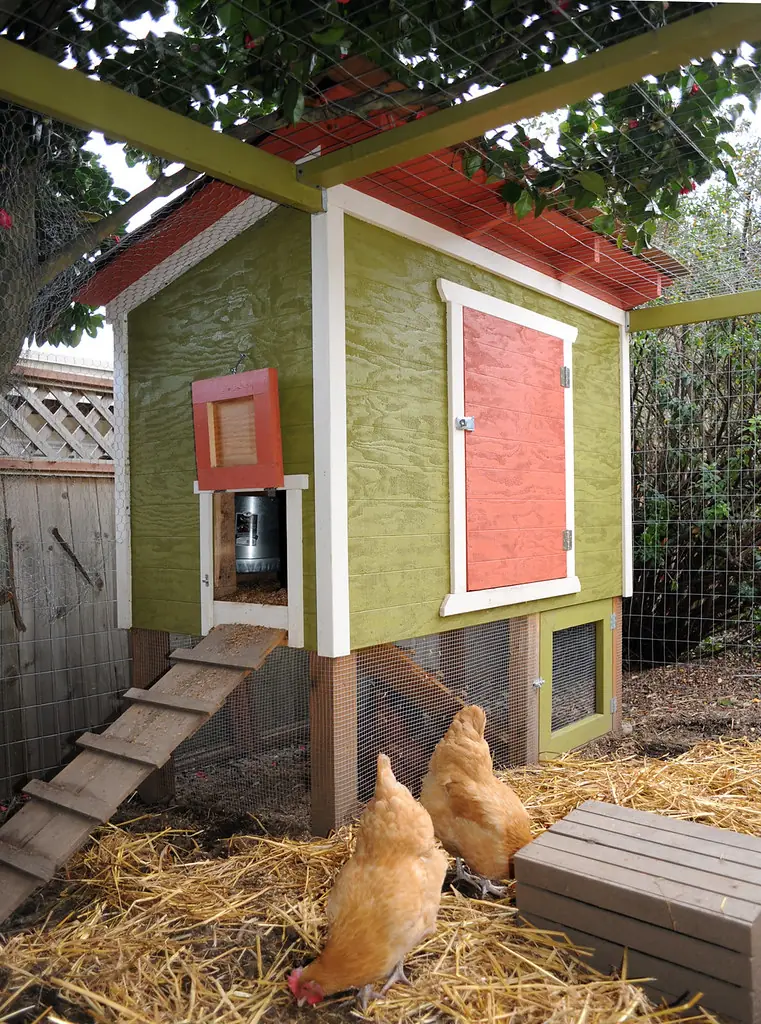 Small raised backyard chicken coop with a ramp, nest box door and hens on straw