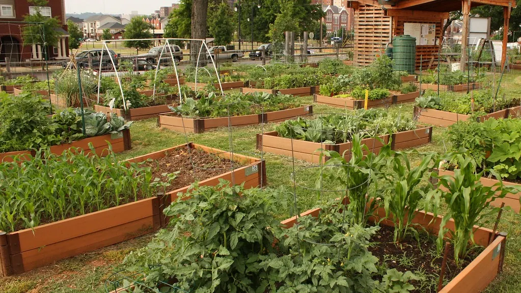 Rows of wooden raised vegetable beds with corn, tomatoes and greens in a community garden