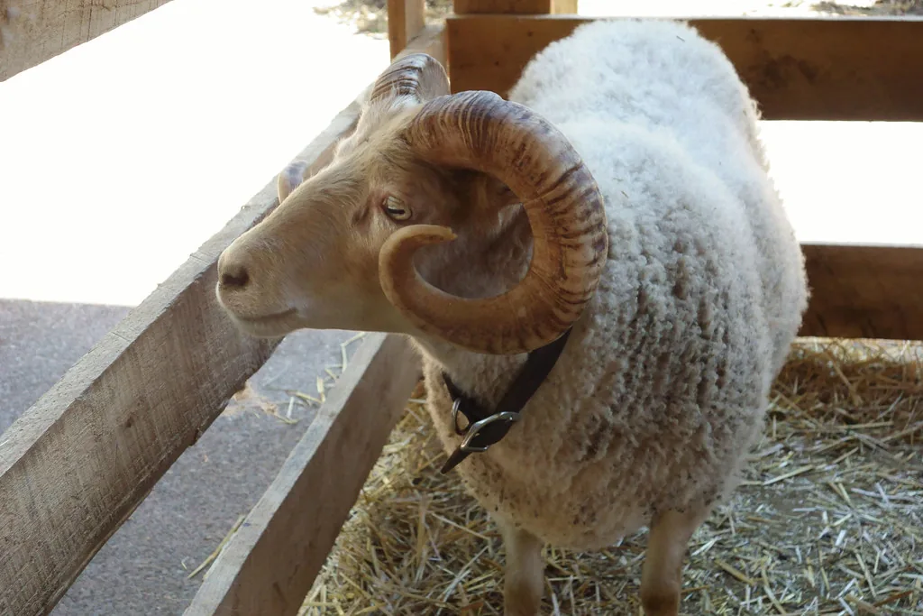 Woolly ram with large curled horns looking over a wooden pen rail