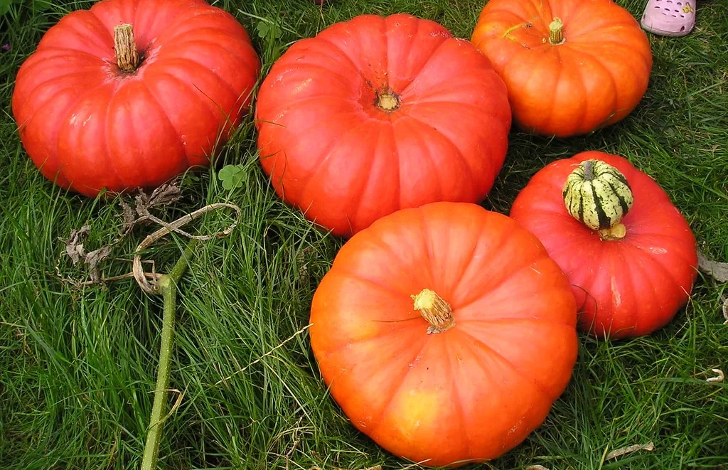 Ripe red-orange pumpkins with stems lying on grass after harvest