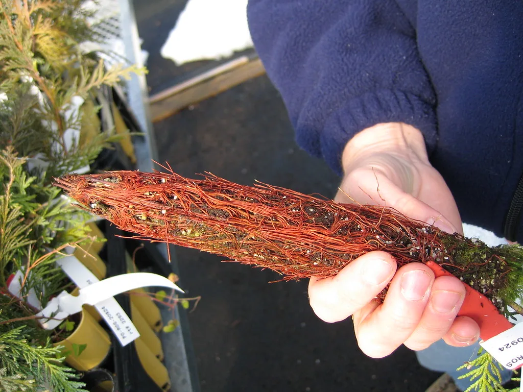 Hand holding a rooted conifer cutting with a dense mass of new roots
