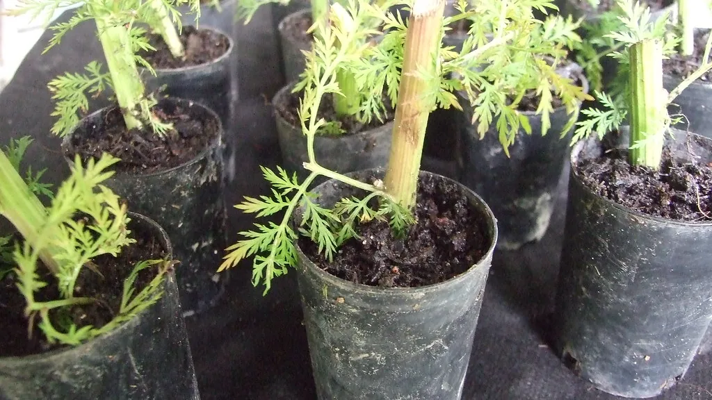 Young rooted plant cuttings growing in small black nursery pots