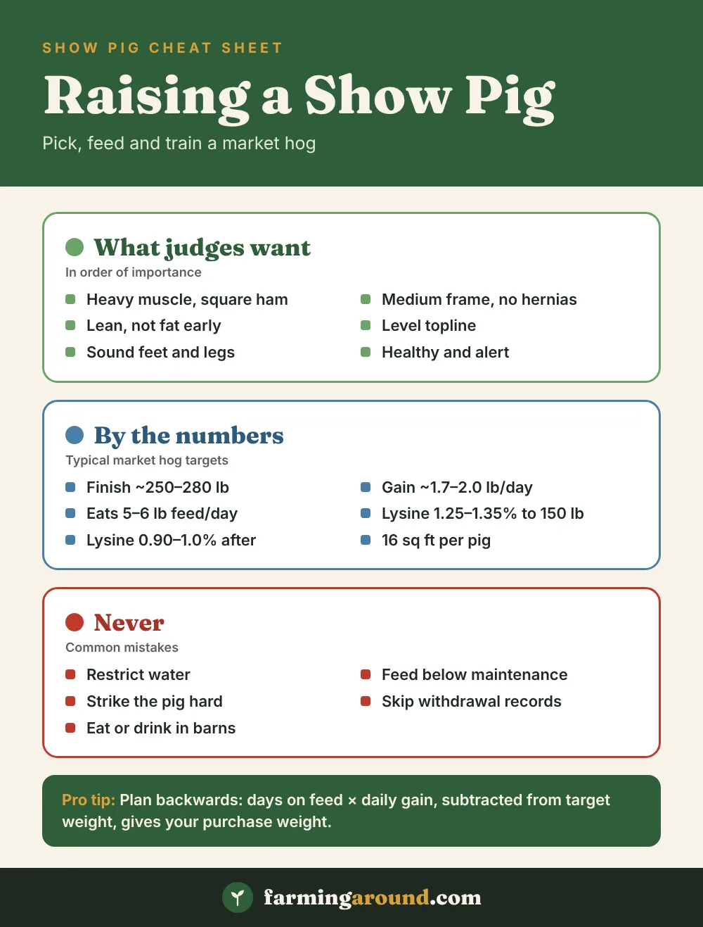 Show pig cheat sheet with selection traits, target weights, feeding numbers and mistakes to avoid