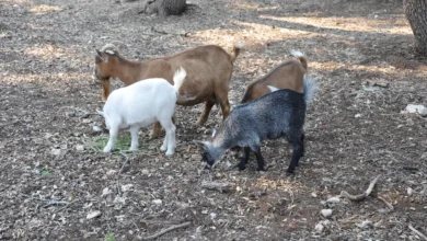 Small herd of pygmy goats in brown, white and gray grazing in a wooded paddock