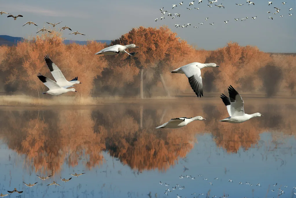 Snow geese flying low over a wetland with autumn trees reflected in the water