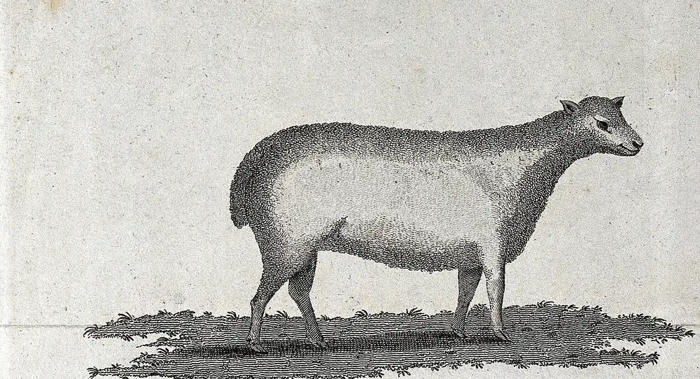 Antique etching of a small, blocky South Down ewe bred by John Ellman of Sussex