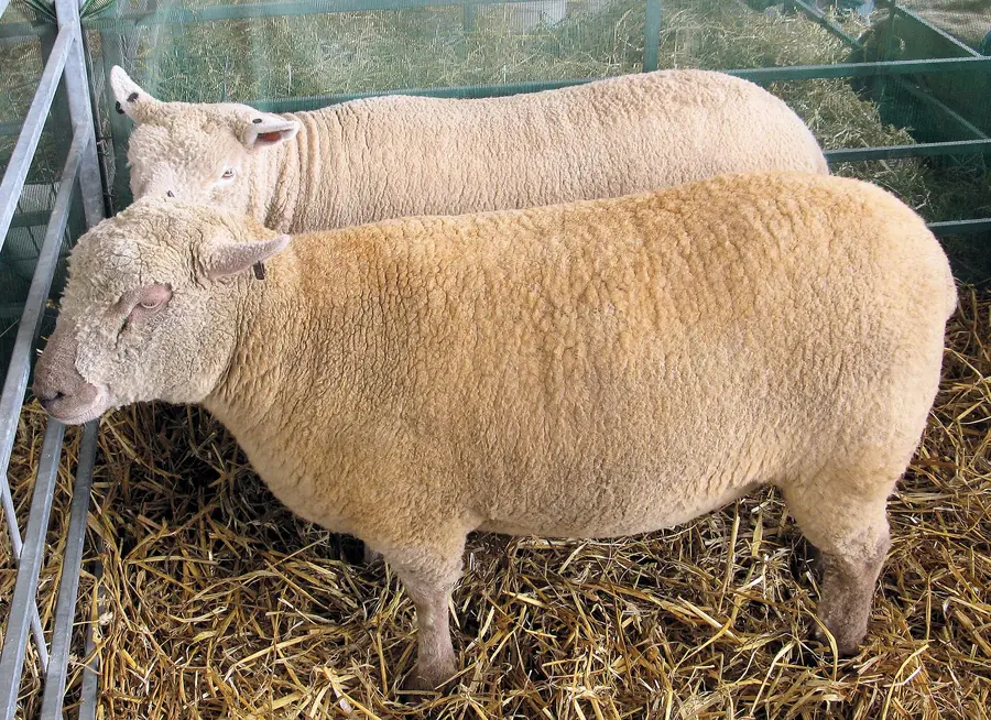 Two short-legged, woolly Southdown sheep standing in a straw-bedded show pen