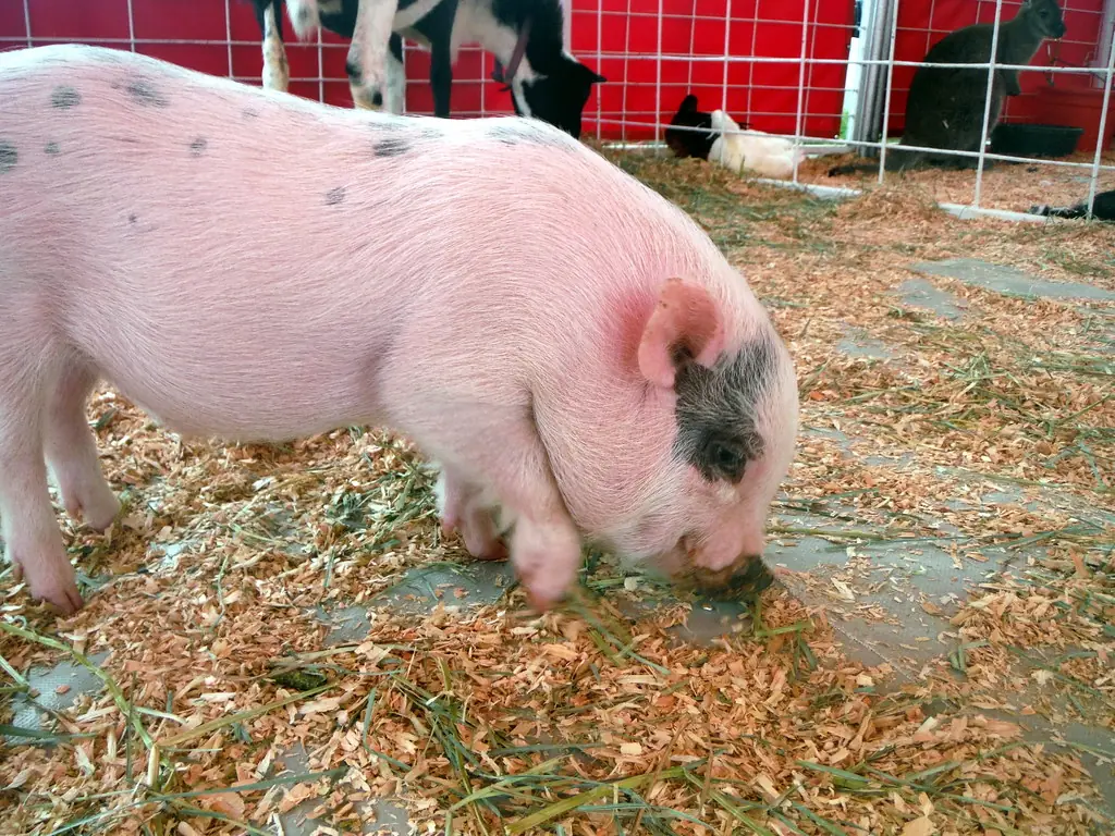 Young spotted pig rooting through wood shavings in a fair pen