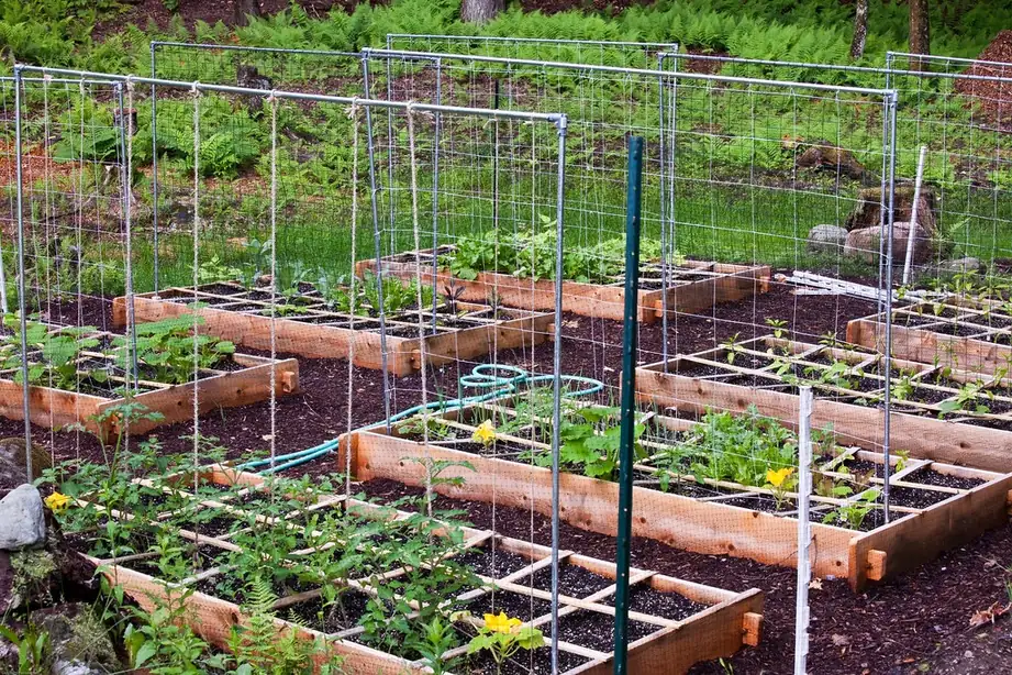 Raised garden beds divided into square-foot grids with string trellises