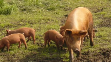 Ginger Tamworth sow with piglets rooting on a grassy pasture