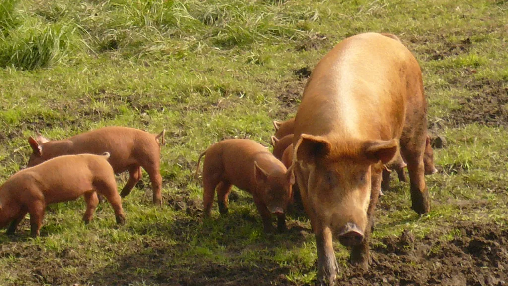 Ginger Tamworth sow with piglets rooting on a grassy pasture