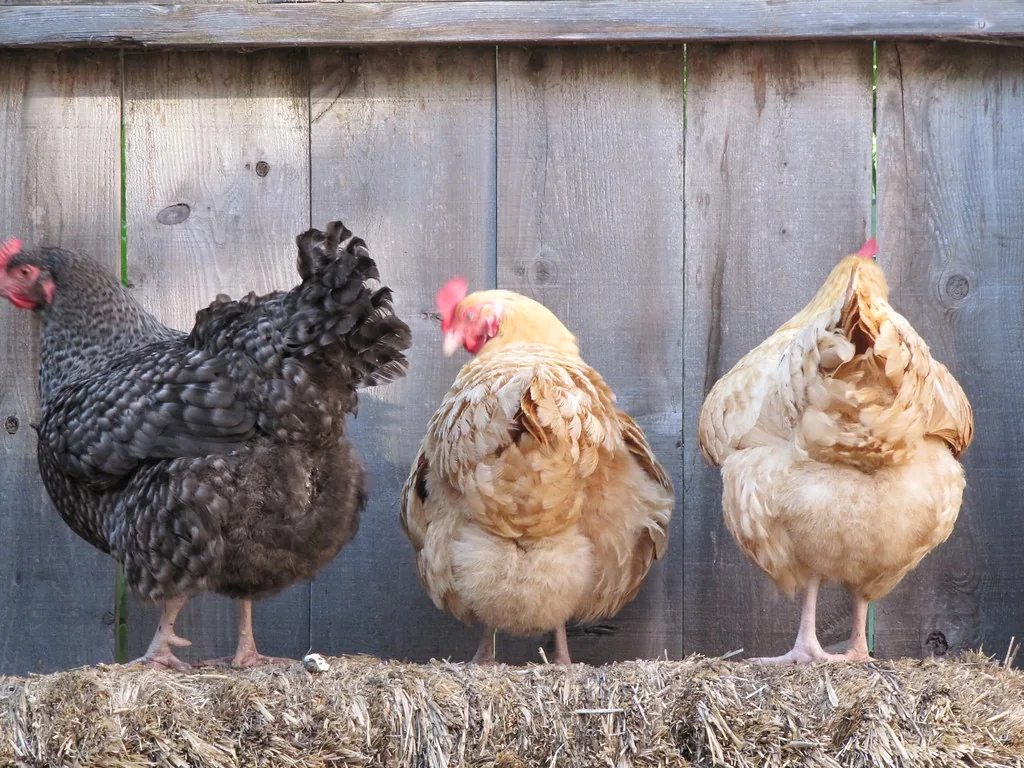 Three backyard laying hens standing on a straw bale in front of a wooden fence