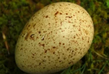 Speckled turkey egg resting on green moss