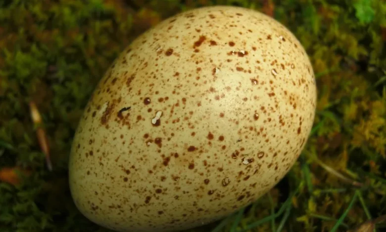 Speckled turkey egg resting on green moss