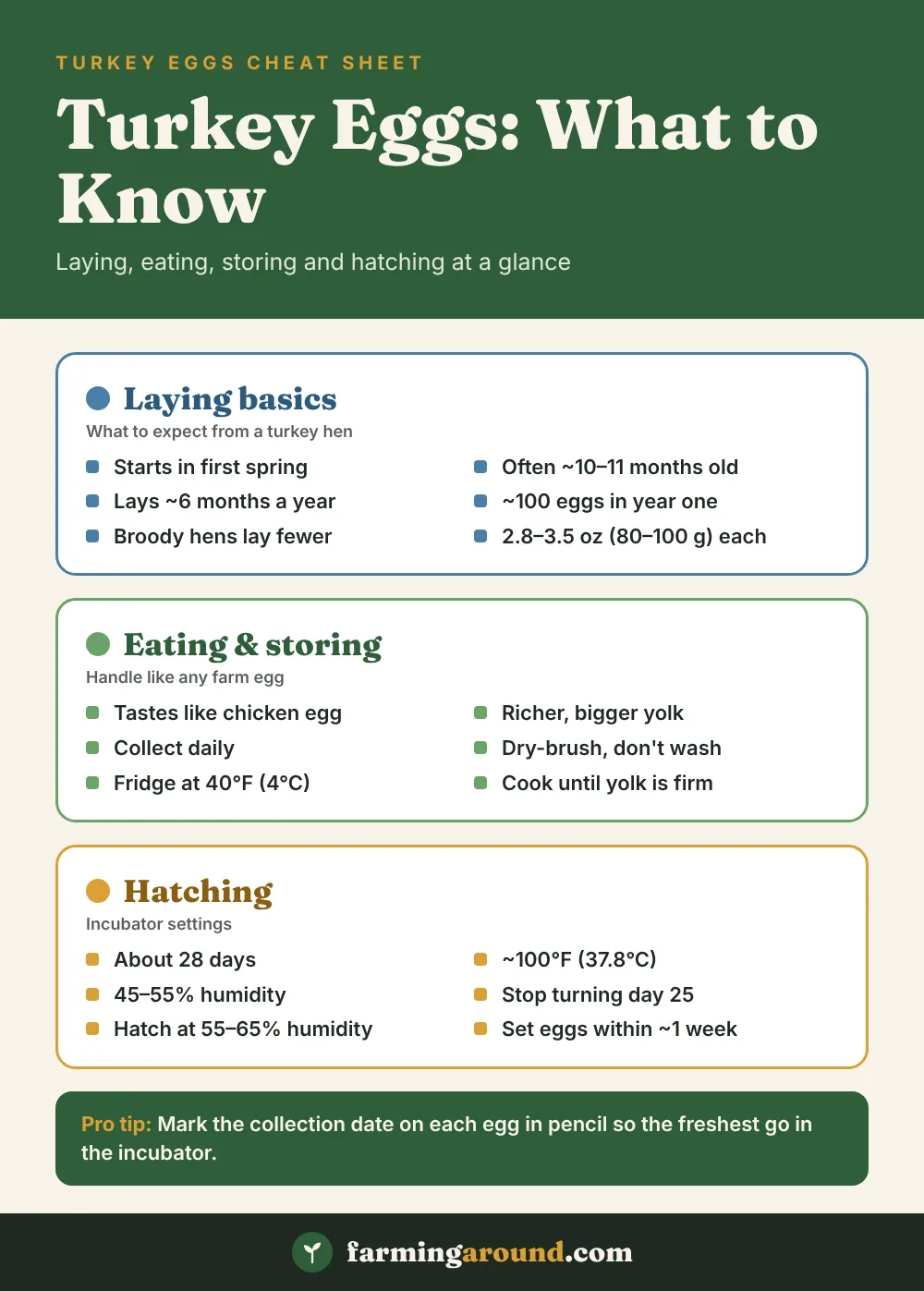 Turkey eggs cheat sheet with laying, eating, storing and hatching facts