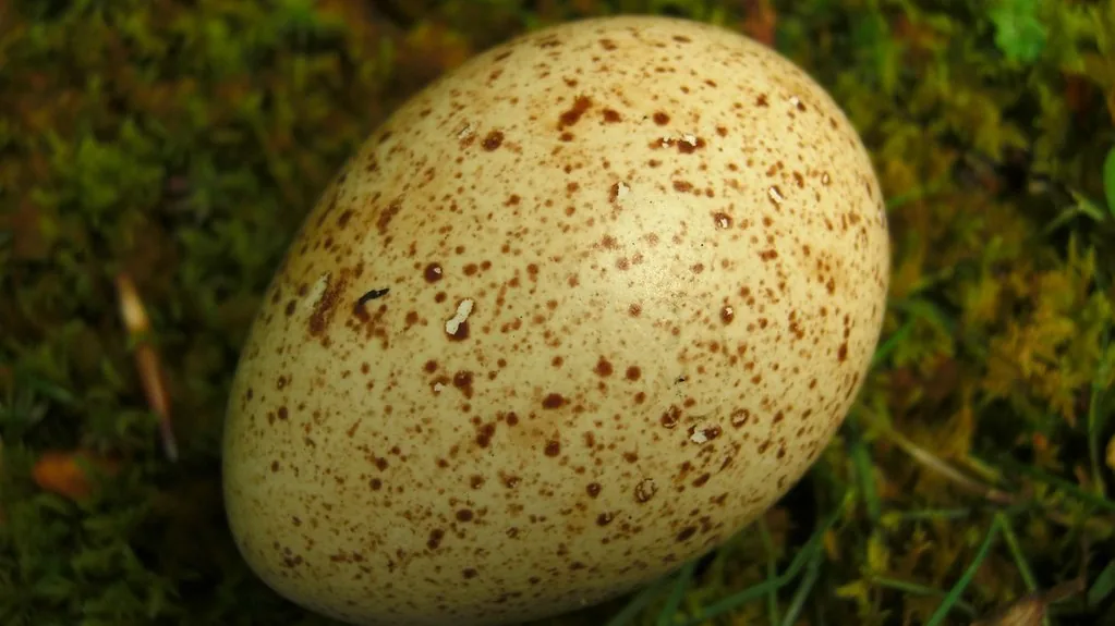 Speckled turkey egg resting on green moss