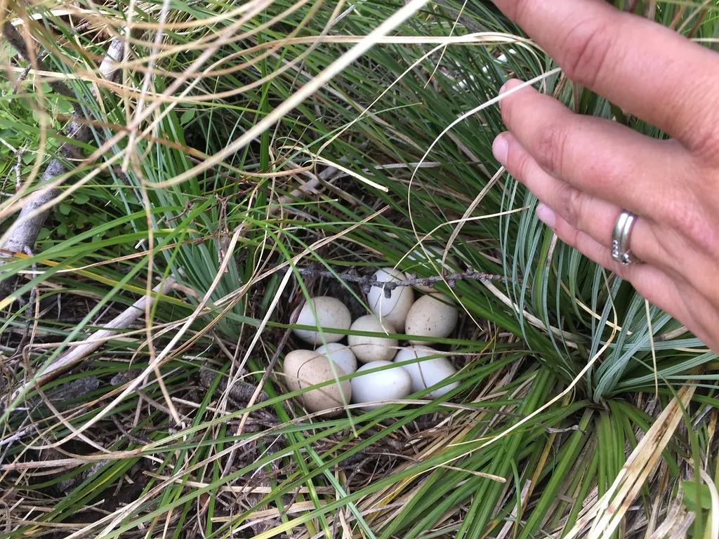 Clutch of wild turkey eggs in a ground nest hidden in grass