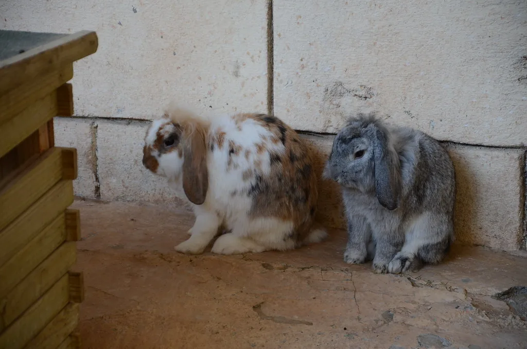 Two lop-eared rabbits, one broken-patterned and one gray, sitting side by side