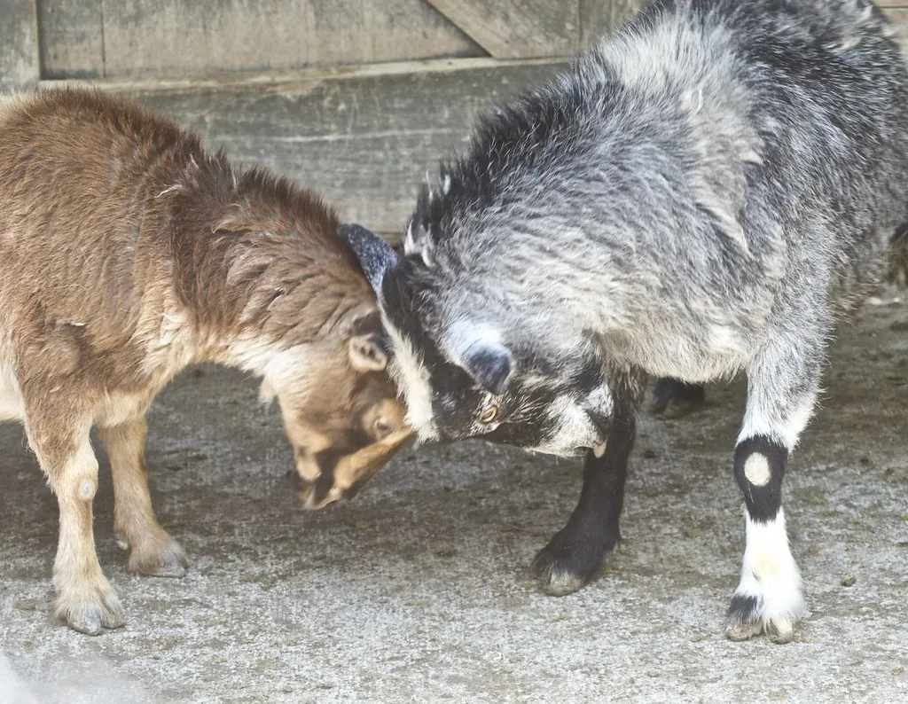 Two miniature goats playfully butting heads