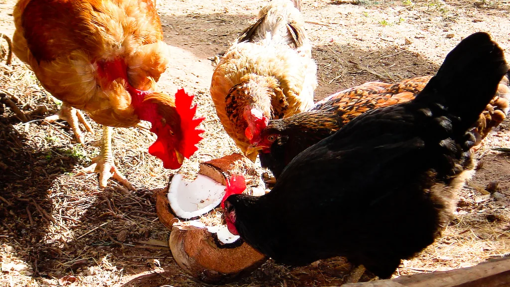 Backyard hens pecking at a split coconut in a dirt chicken run