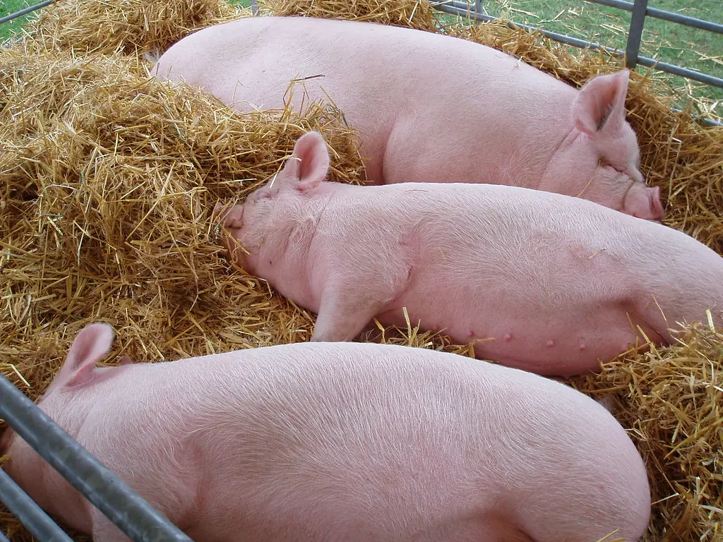 Three white pigs sleeping in a straw-bedded pen
