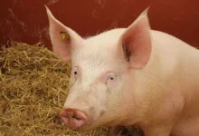 White pig resting on straw bedding in a show pen