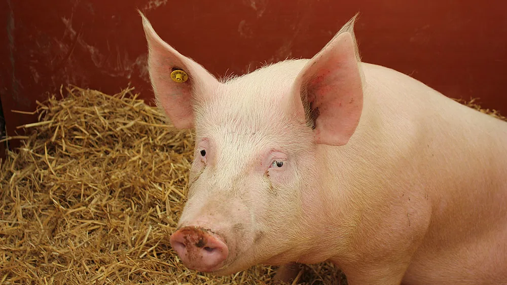White pig resting on straw bedding in a show pen