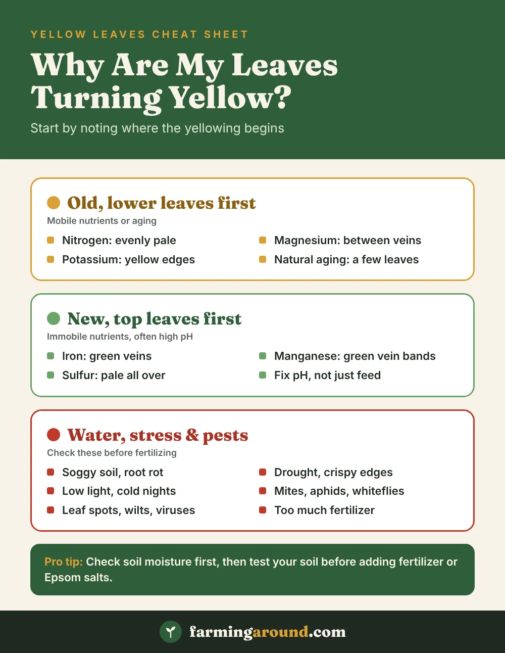 Yellow leaves diagnosis cheat sheet showing causes on old leaves, new leaves and water or stress problems