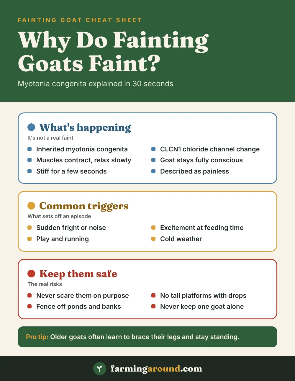 Why do fainting goats faint chart: what's happening, common triggers and how to keep them safe