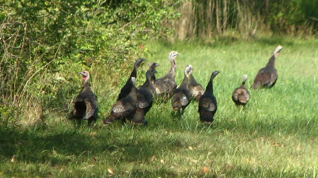 A flock of wild turkeys walking along the edge of a grassy field