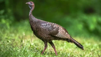 Wild turkey hen walking through green grass