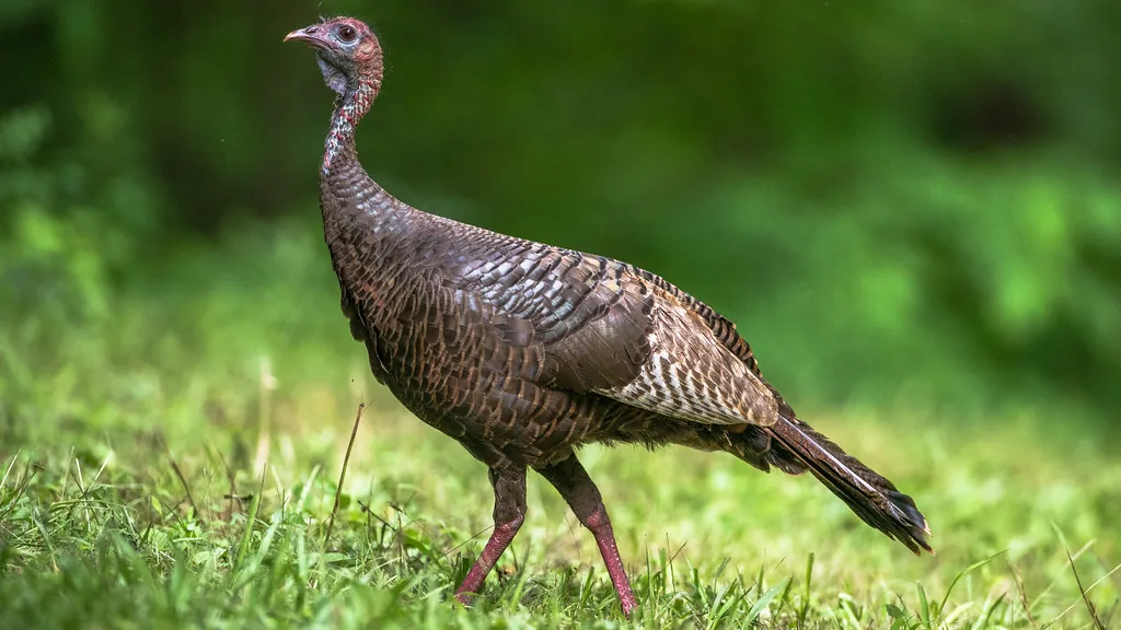 Wild turkey hen walking through green grass