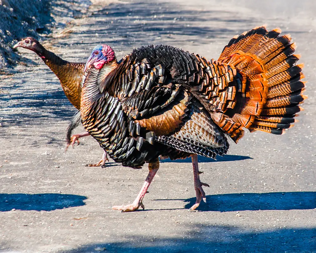 Wild turkey tom strutting with tail fanned beside a hen on a road