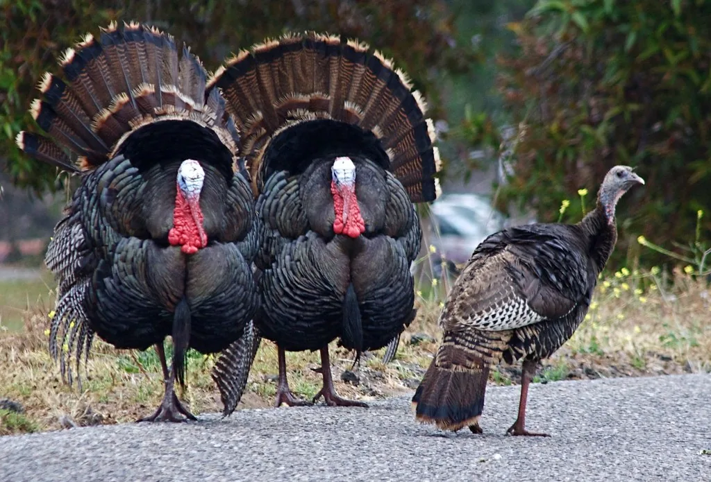 Two strutting wild turkey toms with fanned tails beside a brown hen on a road