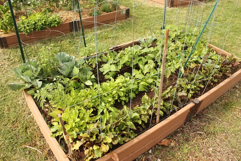 Wooden raised bed densely planted with cabbage, beans and other vegetables