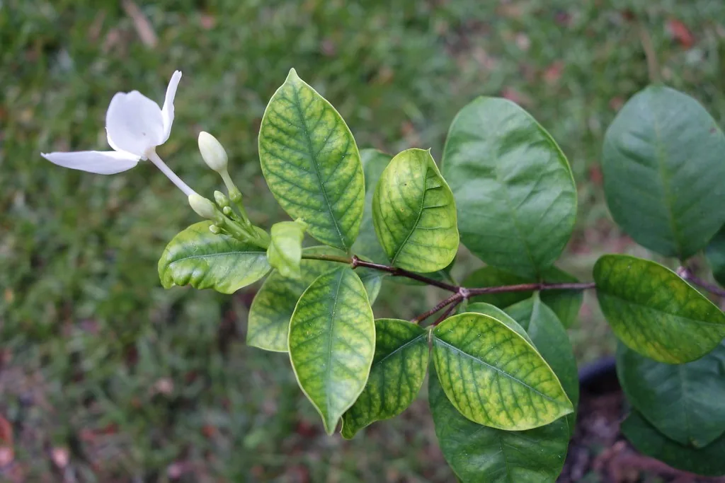 Young shrub leaves turning yellow while the veins stay green