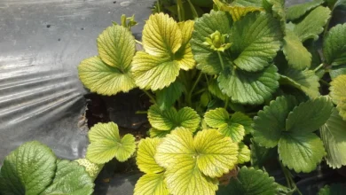 Strawberry plants with yellowing leaves in a garden bed