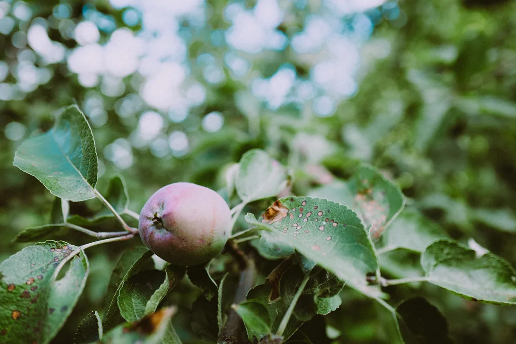 A single young apple developing on a leafy branch