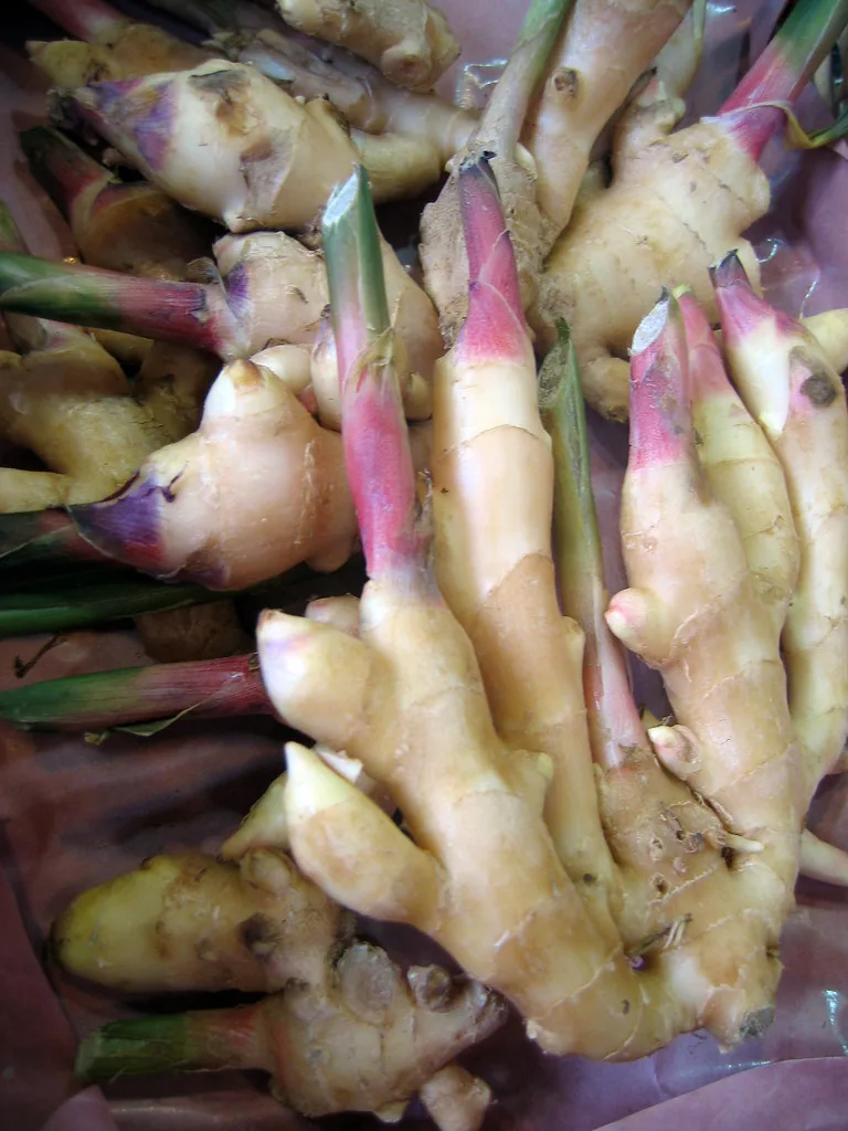 Young fresh ginger with thin skin and pink-tipped shoots